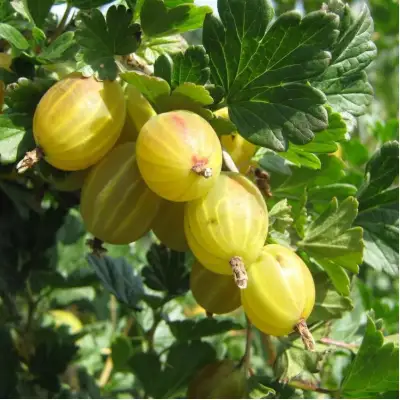 Крыжовник БЕРИЛЛ в Волковыске