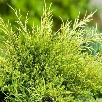 Можжевельник ОЛД ГОЛД средний в Волковыске