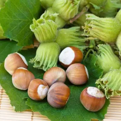 Фундук КРЕПКИЙ ОРЕШЕК в Волковыске