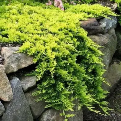 Можжевельник ГОЛДЕН КАРПЕТ горизонтальный  в Волковыске