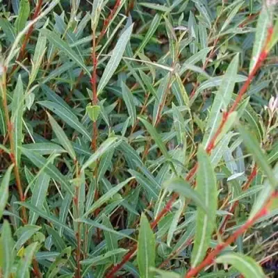 Ива НАНА пурпурная в Волковыске