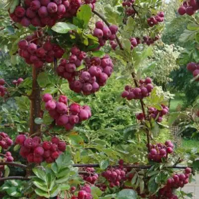 Рябина ДЕСЕРТНАЯ МИЧУРИНА сладкоплодная в Волковыске