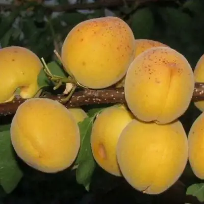 Абрикос ДЕСЕРТНЫЙ ГОЛУБЕВА в Волковыске