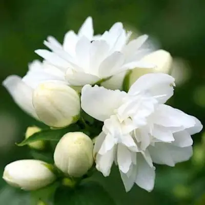 Жасмин ШНЕЕШТРУМ в Волковыске