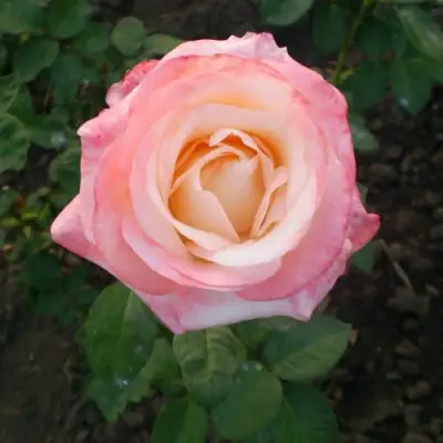 Роза БЕЛА ПЕРЛА чайно-гибридная в Волковыске