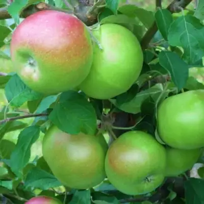 Яблоня НАВАВИТА в Волковыске