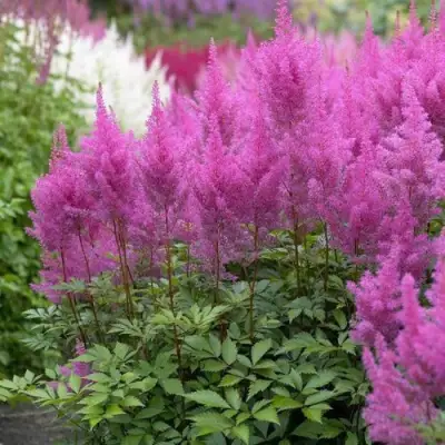 Астильба АМЕТИСТ Арендса в Волковыске