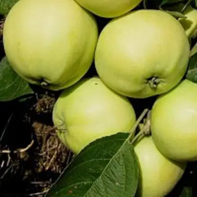 Яблоня ПАПИРОВКА в Волковыске