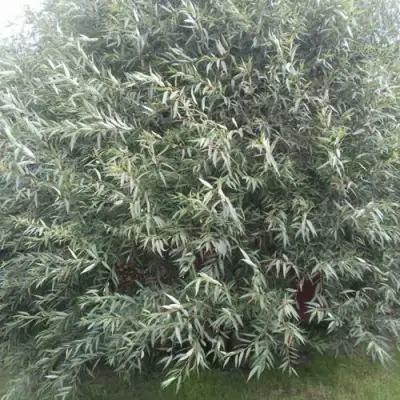 Ива СЕРЕБРИСТАЯ в Волковыске