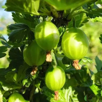 Крыжовник МАЛАХИТ в Волковыске