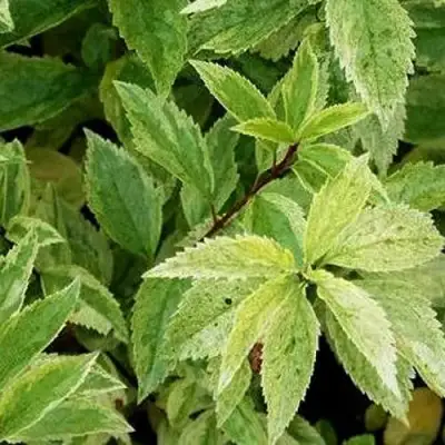 Форзиция ЛЕДНОГОРА промежуточная в Волковыске