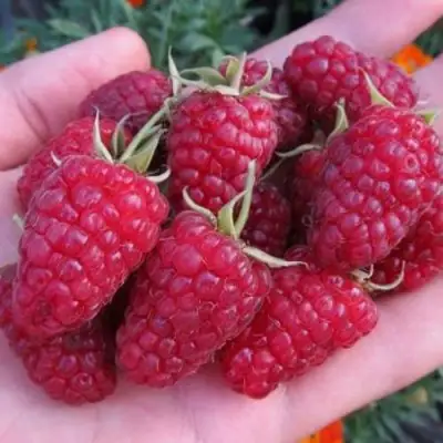 Малина МОСКОВСКИЙ ВЕЛИКАН в Волковыске