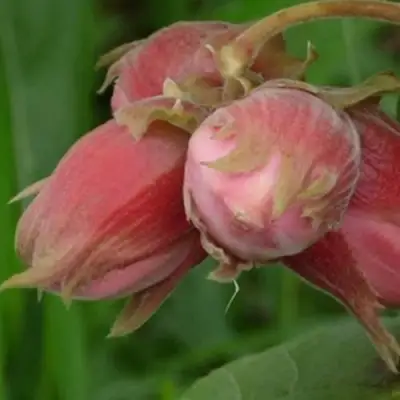 Фундук АКАДЕМИК ЯБЛОКОВ в Волковыске