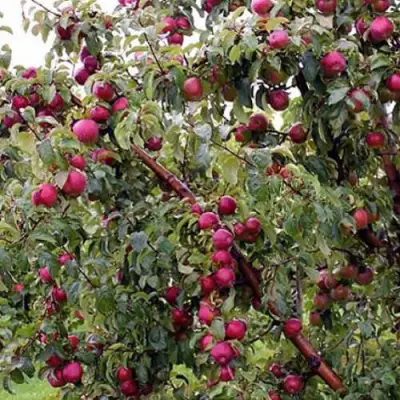 Яблоня ЛОБО в Волковыске