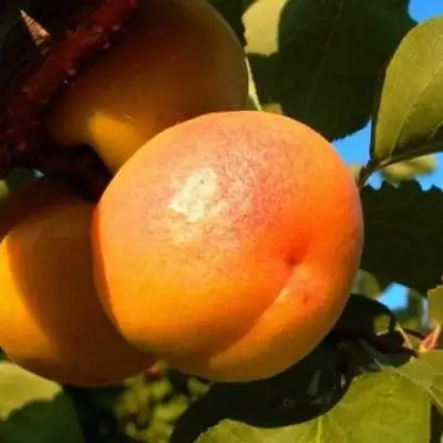 Абрикос СПАДЧЫНА в Волковыске