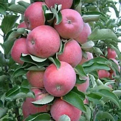 Яблоня АНТЕЙ КИЕВСКИЙ колонновидная в Волковыске