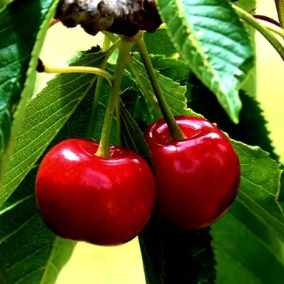 Вишня НИКА в Волковыске