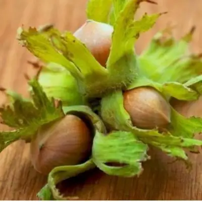 Фундук ГИГАНТ ТАМБОВСКИЙ в Волковыске