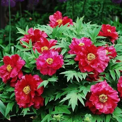 Пион КРАСНЫЙ ЛОТОС древовидный в Волковыске