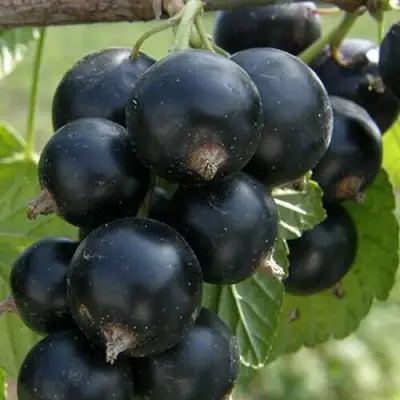 Смородина черная КЛУССОНОВСКАЯ в Волковыске