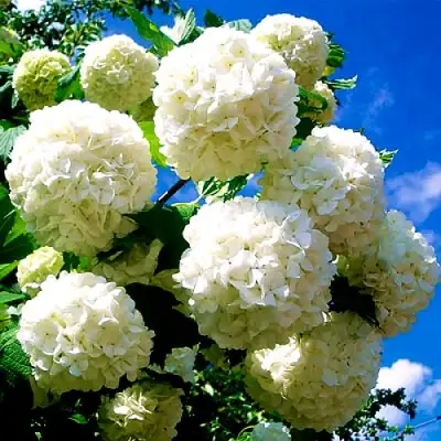 Калина БУЛЬДЕНЕЖ в Волковыске