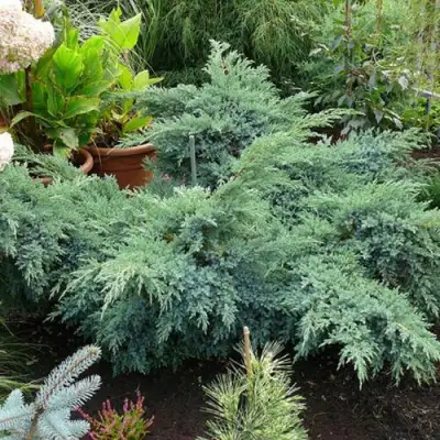 Можжевельник БЛЮ ШВЕД (СВИД) чешуйчатый в Волковыске