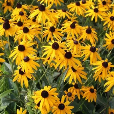 Рудбекия блестящая в Волковыске