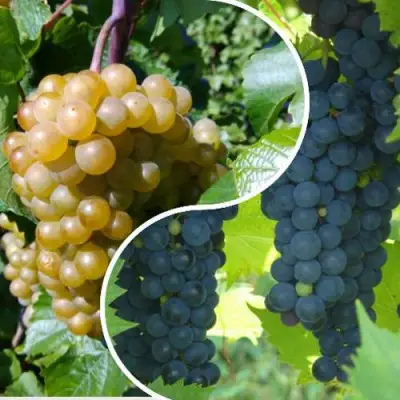 Комплект ИНЬ-ЯНЬ в Волковыске