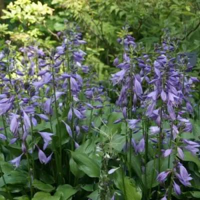 Хоста ГАРРИ ВАН ТРИЕР в Волковыске