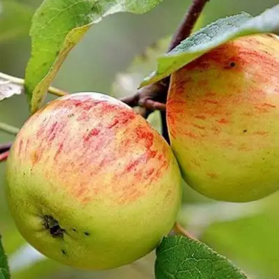 Яблоня РАНЕТКА (КОРОБОВКА) в Волковыске