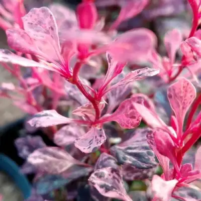 Барбарис РОУЗ ГЛОУ тунберга в Волковыске