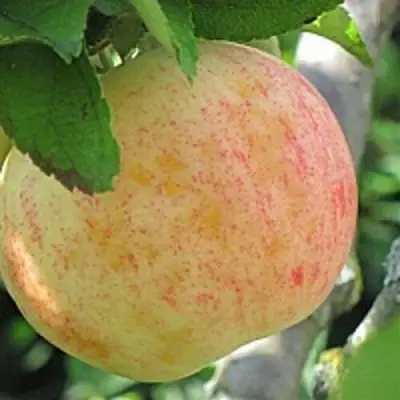 Яблоня ЛЕТНЕЕ СЛАДКОЕ в Волковыске