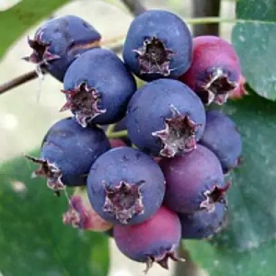 Ирга SLEYT в Волковыске