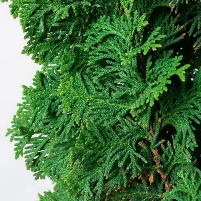 Туя СПИРАЛИС западная в Волковыске