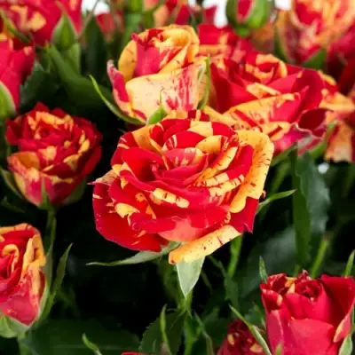 Роза ФАЙЕР ФЛЕШ спрей в Волковыске