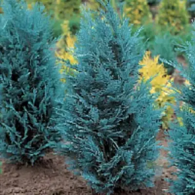 Кипарисовик ВАН ПЕЛЬТС БЛЮ лавсона в Волковыске