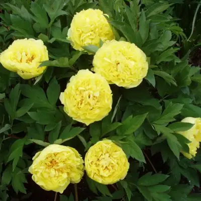 Пион ЗОЛОТАЯ КОРОНА древовидный в Волковыске