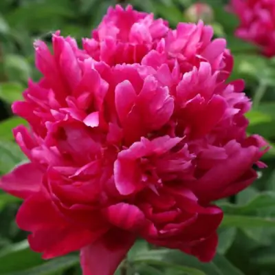 Пион ПЕСНЬ ВЕТРА травянистый в Волковыске