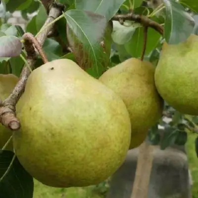 Груша ПЛАТОНОВСКАЯ в Волковыске