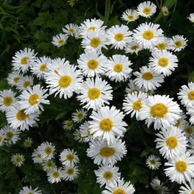 Астра АЛЬБУС альпийская в Волковыске