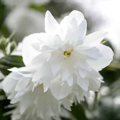 Жасмин МИНЕСОТА СНОУФЛЕЙК в Волковыске