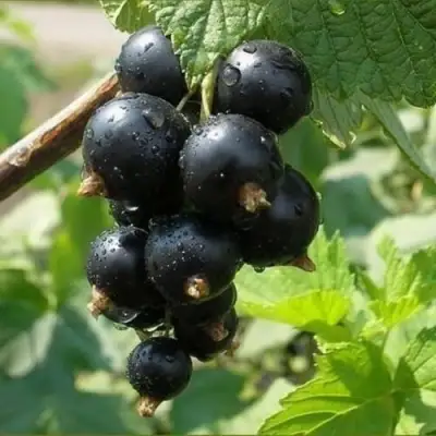 Смородина черная ПИГМЕЙ в Волковыске