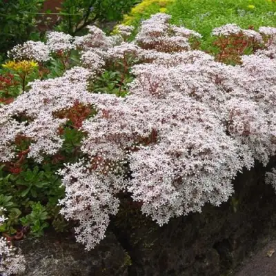 Очиток (седум) МУРАЛЕ белый в Волковыске