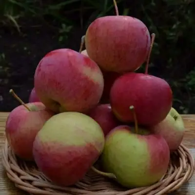 Яблоня РОДНИКОВАЯ в Волковыске