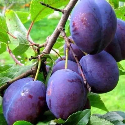 Слива ВЕНГЕРКА БЕЛОРУССКАЯ в Волковыске