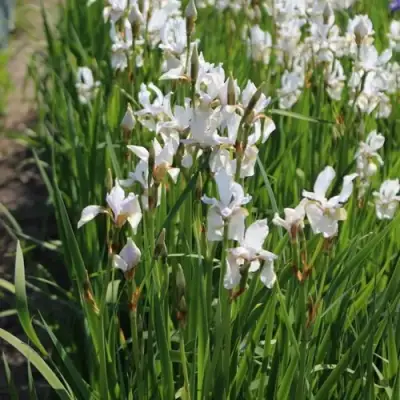 Ирис АЛЬБА сибирский в Волковыске