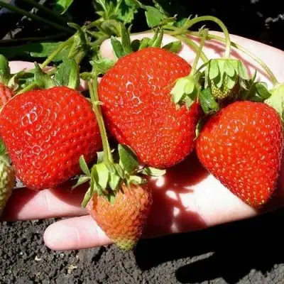 Клубника САН АНДРЕАС ремонтантная в Волковыске