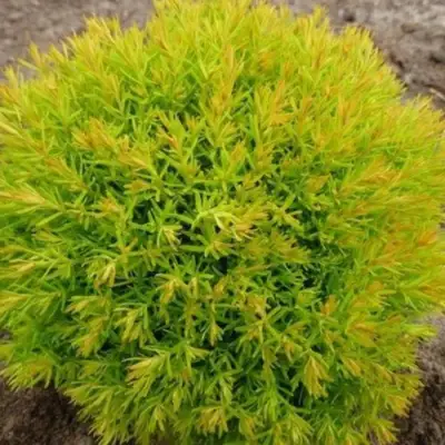 Туя АННИЕК западная в Волковыске