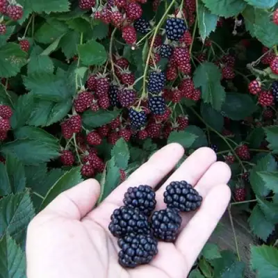 Ежевика ОРКАН бесшипная  в Волковыске