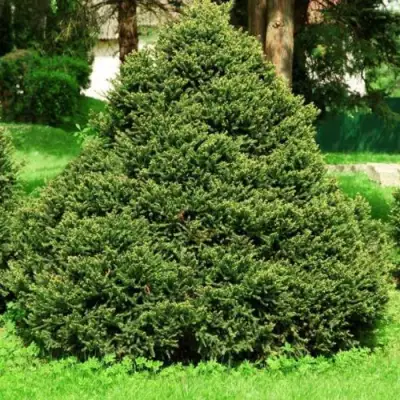 Ель ОЛЕНДОРФИ обыкновенная в Волковыске